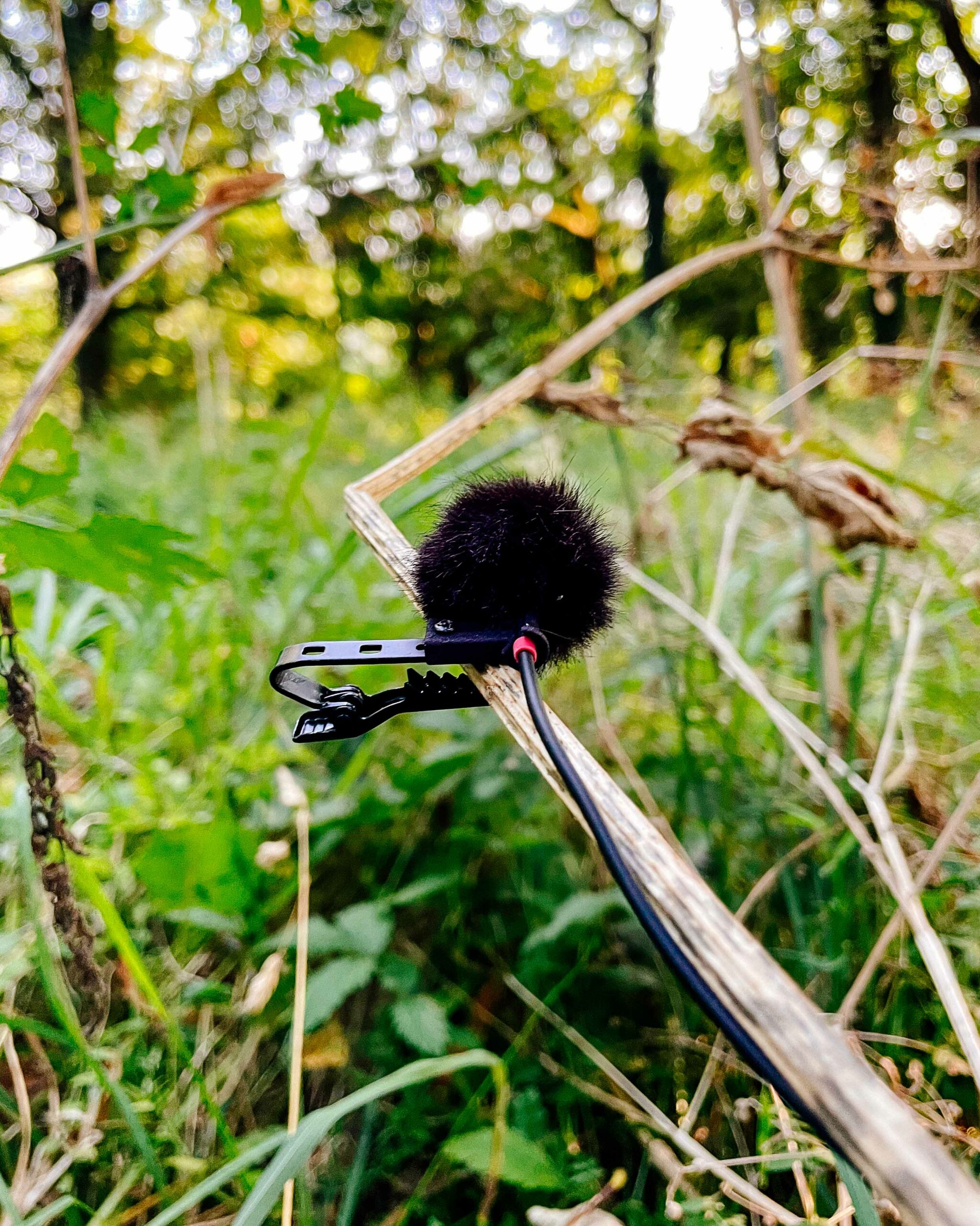 LOM mikroUsi microphone placed in the field, right channel