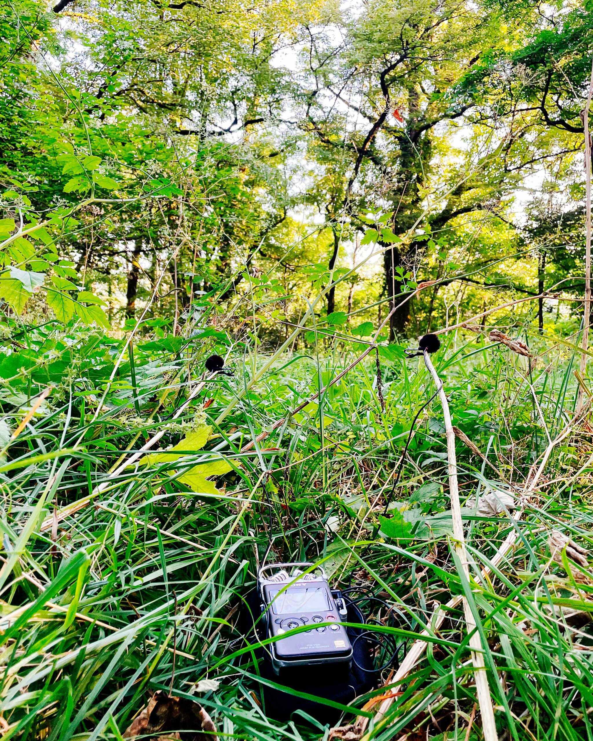 LOM mikroUsi microphones connected to a Sony PCM-D100 in the field