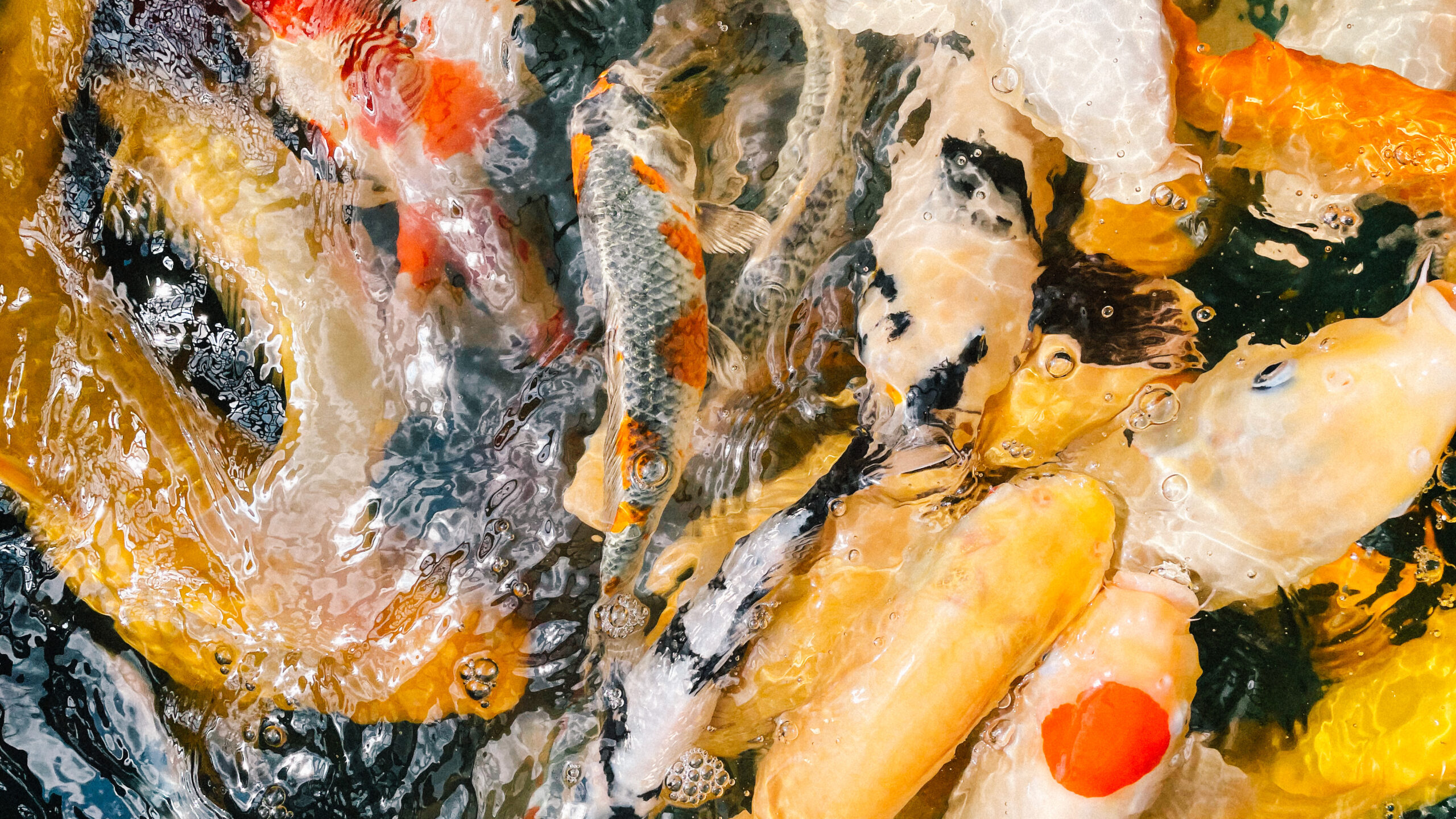 Hydrophones fish