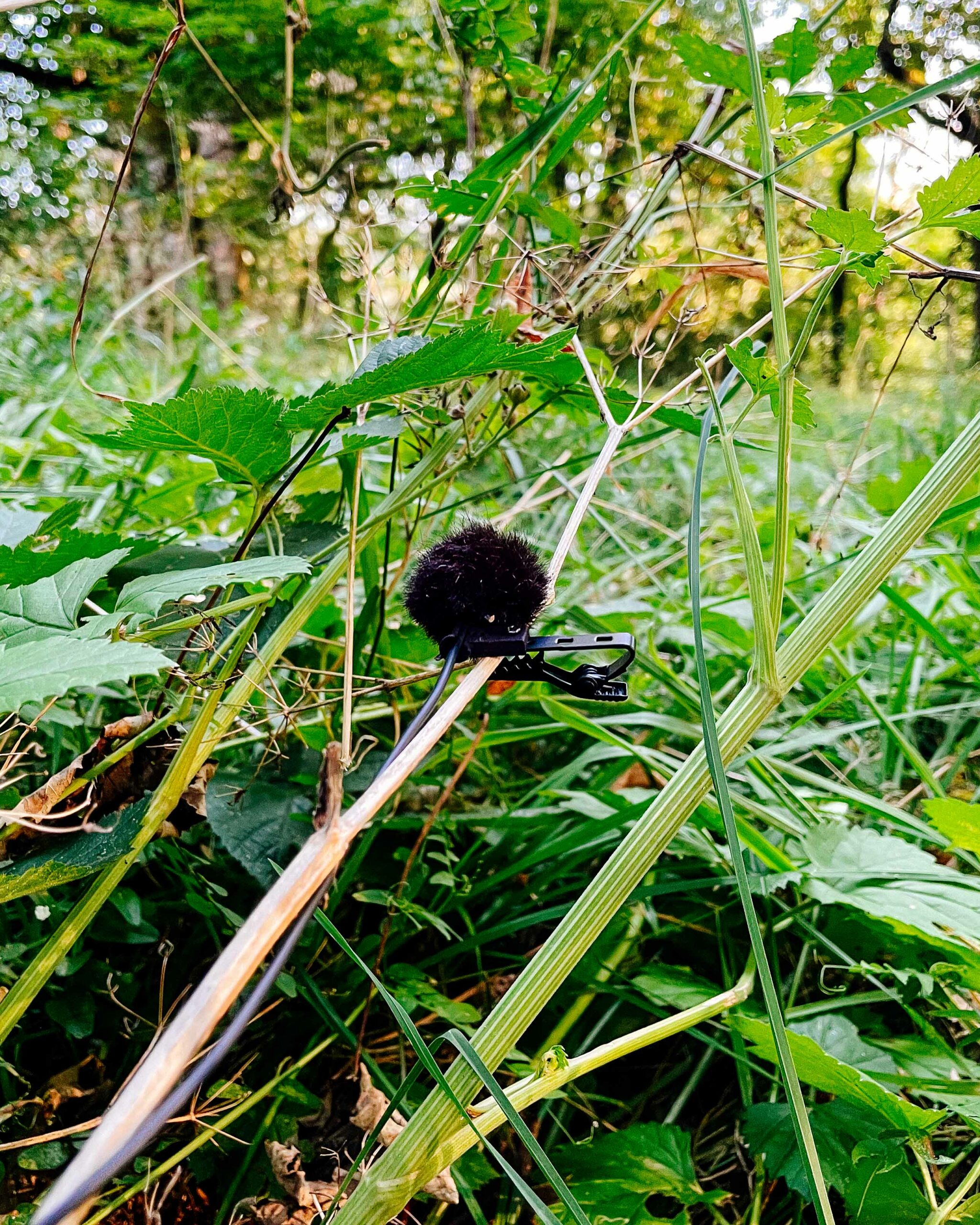 LOM mikroUsi microphone placed in the field, left channel