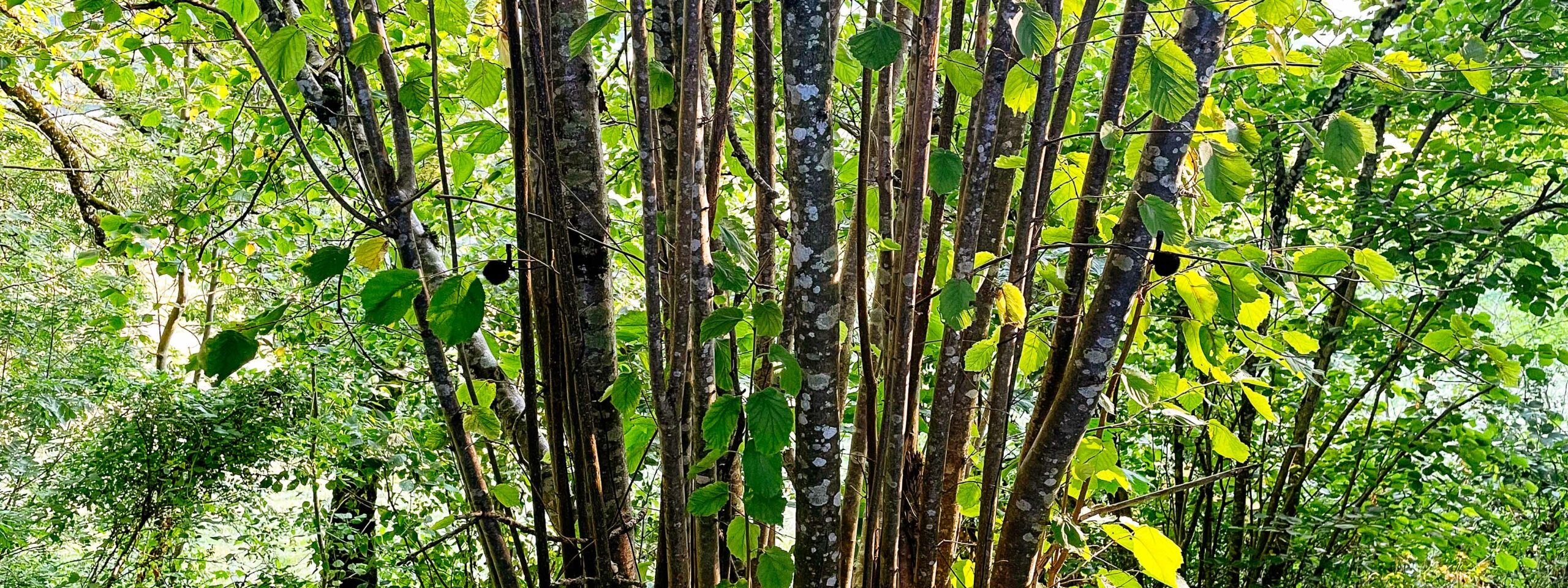 mikroUsi Tree